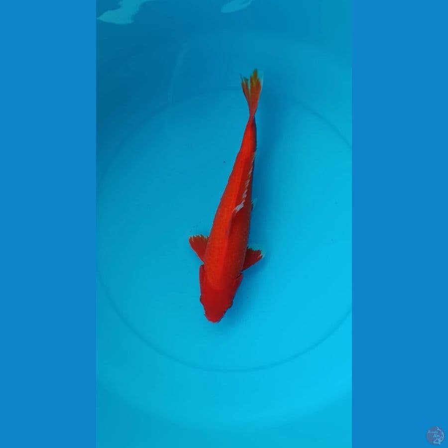 07. •Super Red Tembus Perut // 34cm•