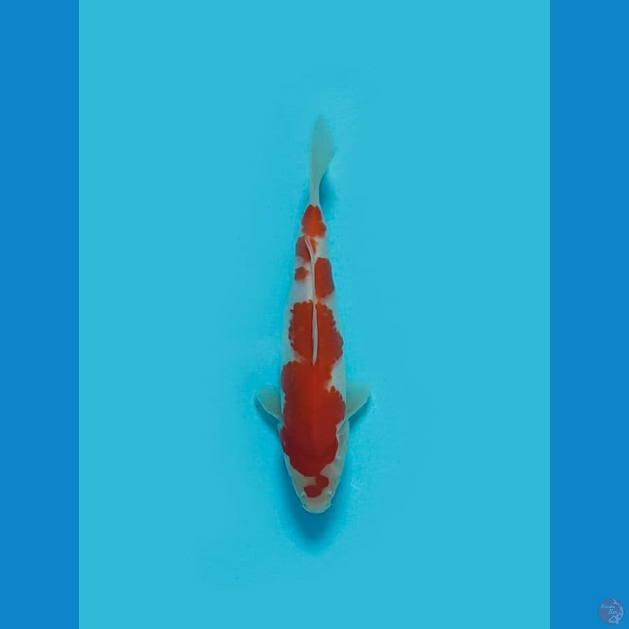 KOHAKU ORIGINAL M25