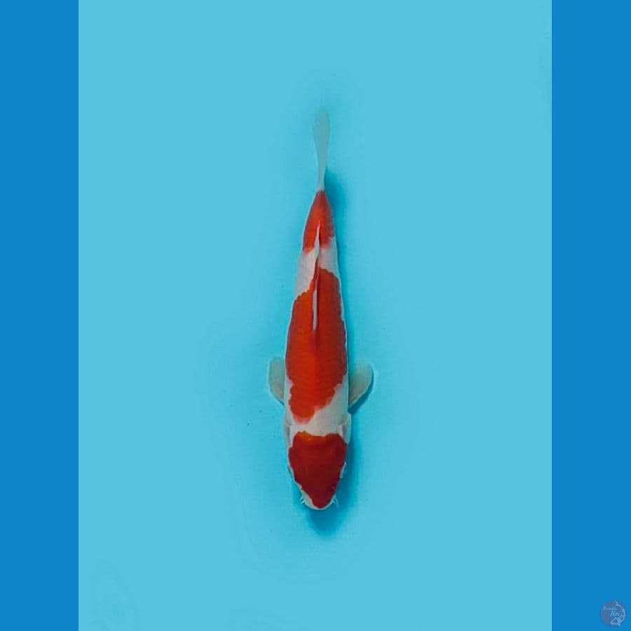 KOHAKU ORIGINAL M23