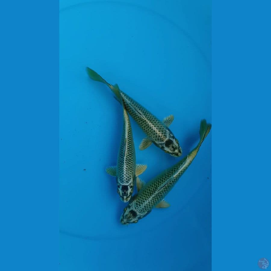 09. •Gold Mukasi // 18-22cm