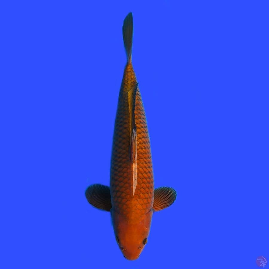 Caghoi Tembaga 48cm Male