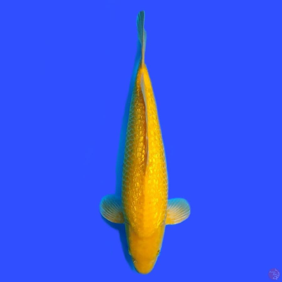 Karashi Ghindrin 48cm Male