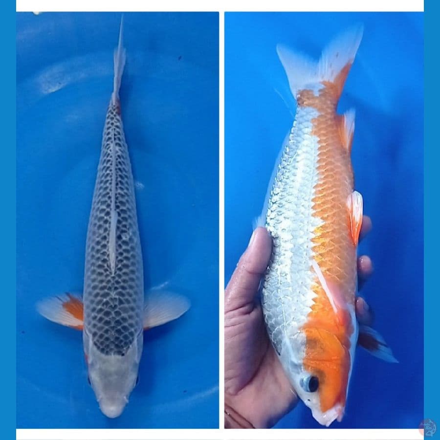 33 cm male