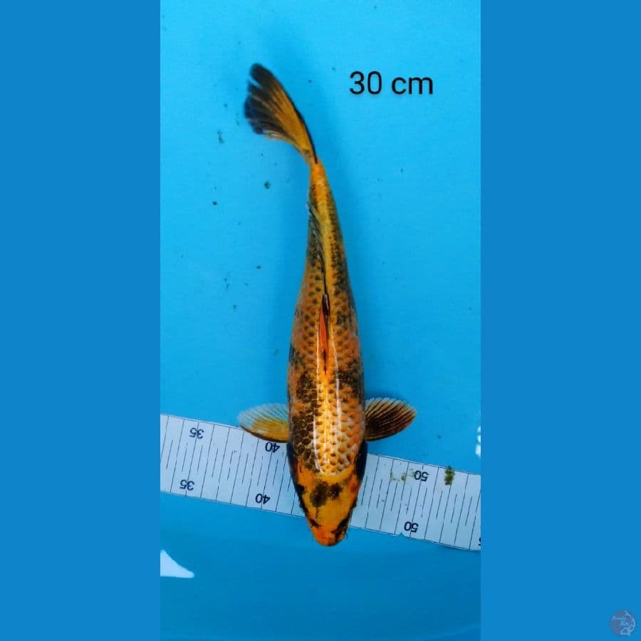 kin utshuri 30 cm