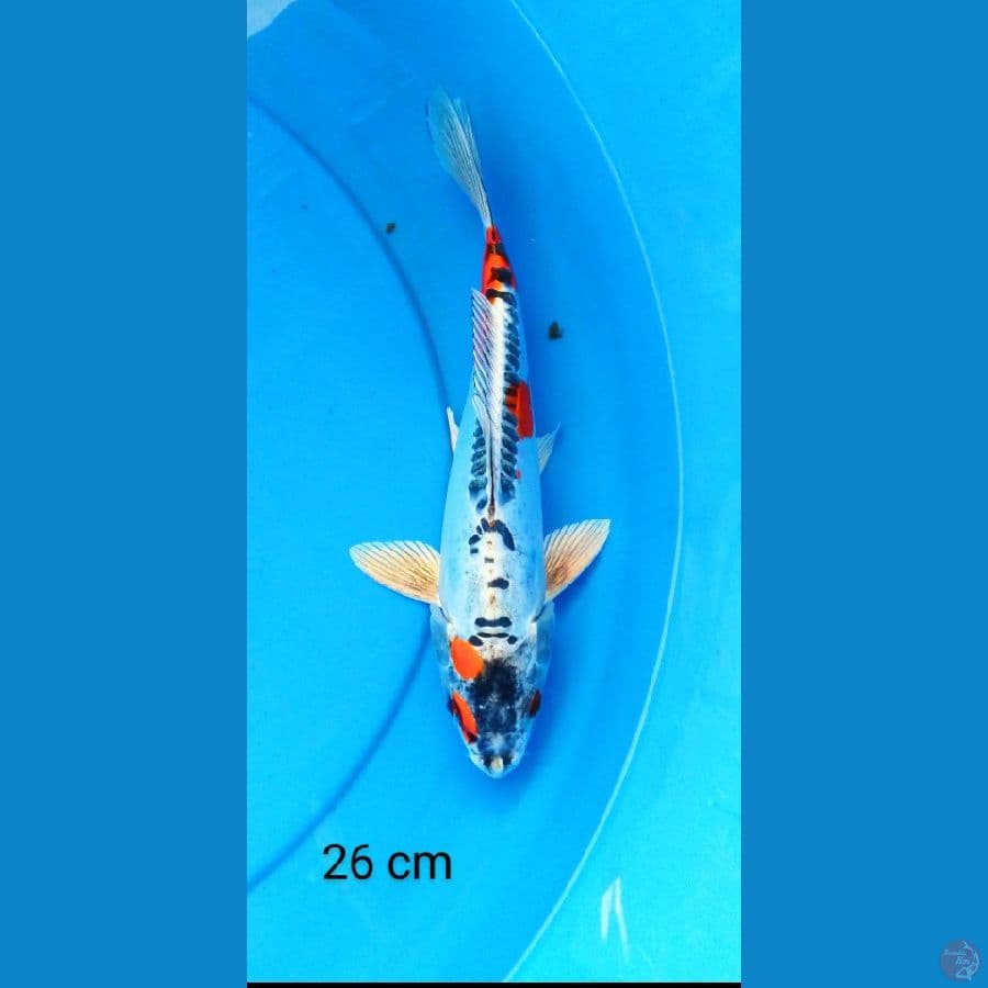 kiko 26 cm