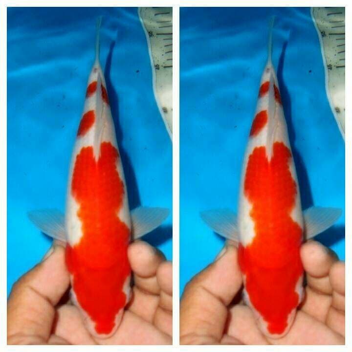 Baby kohaku f1