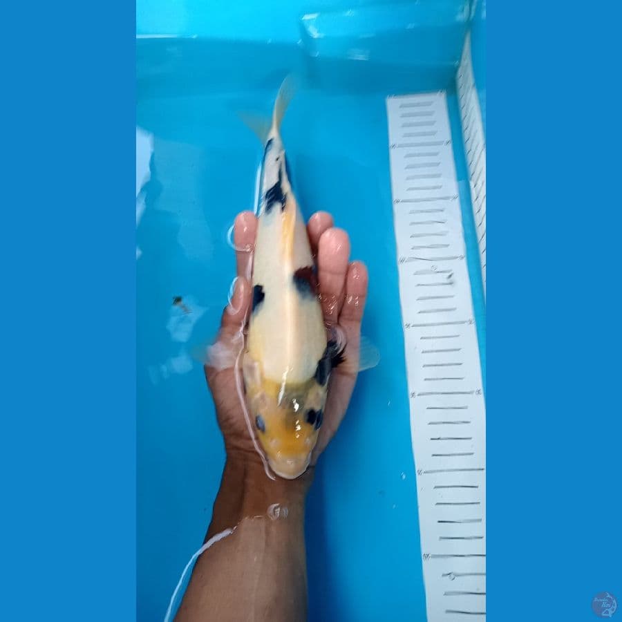 shiro 29 cm