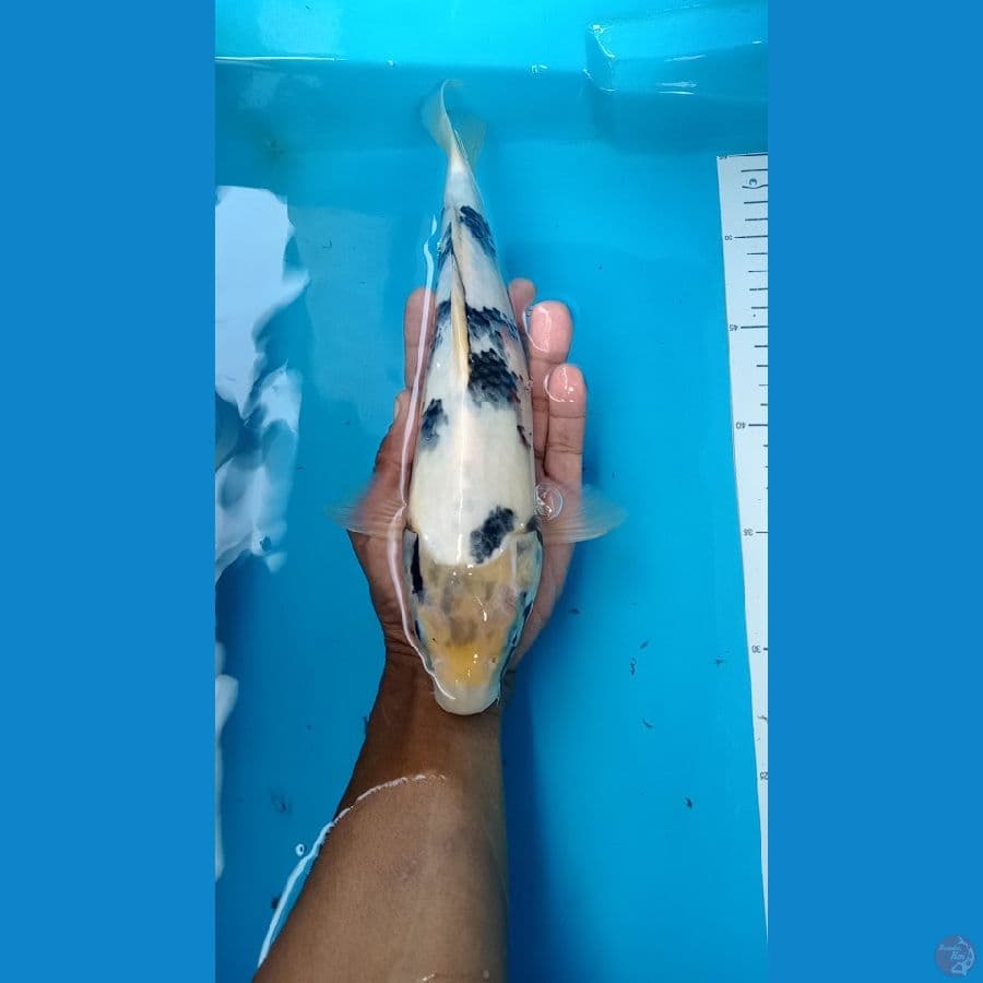 shiro 30cm