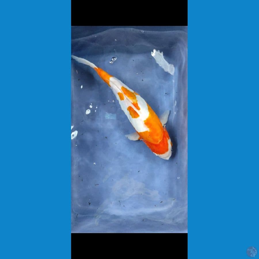 kohaku doit murni 28cm