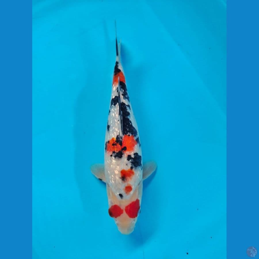 showa 30cm