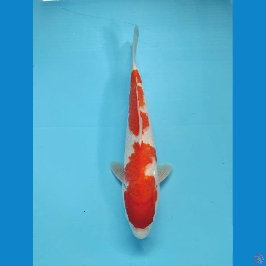 kohaku male 31cm