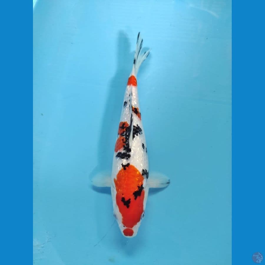 sanke ginrin male 30cm