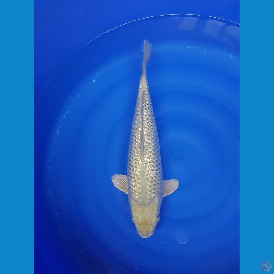 Suragoi fuull ginrin 45CM male