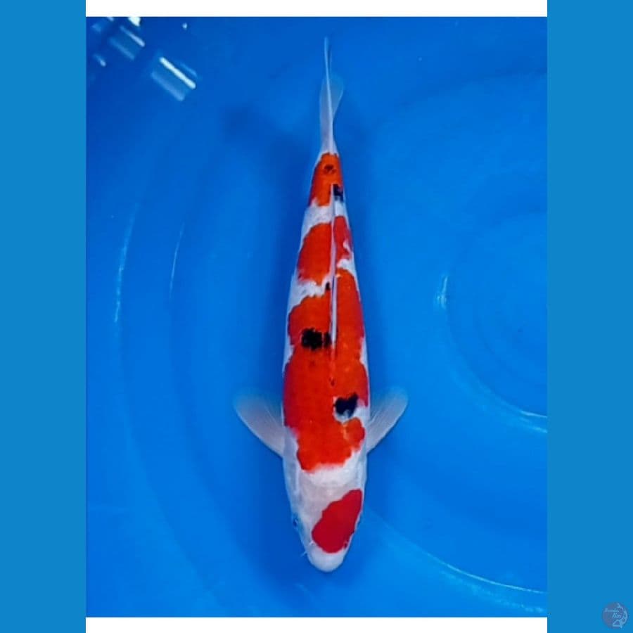sanke ori 29 cm tategoi