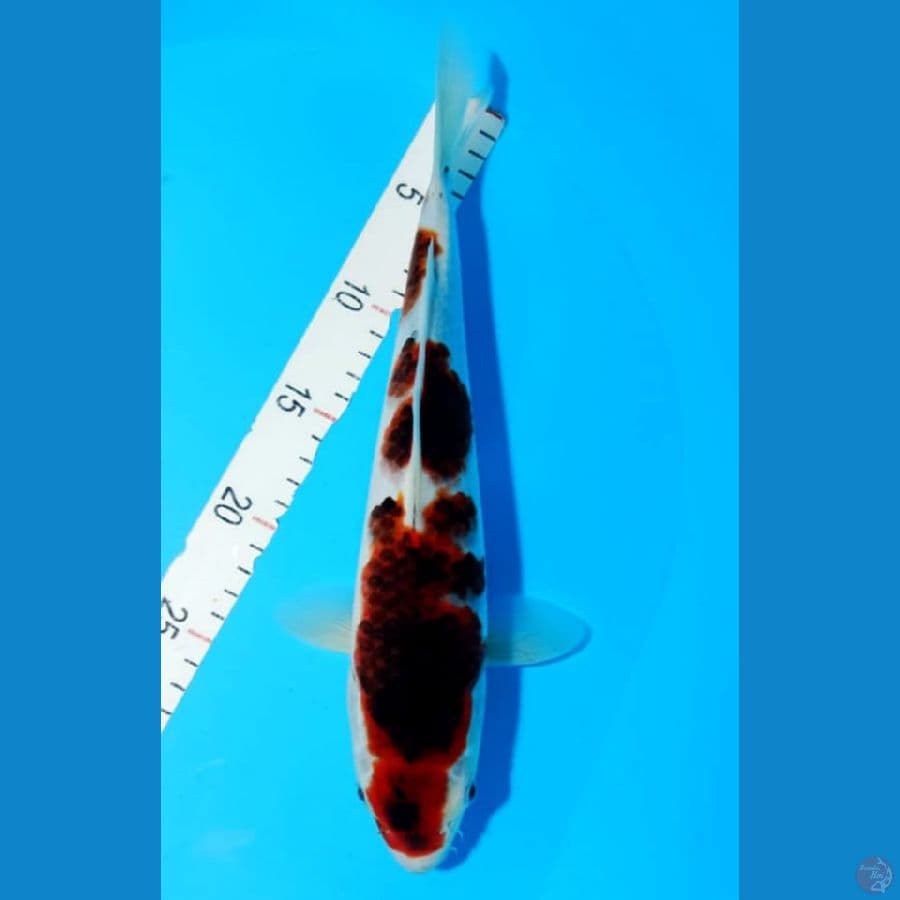 GOROMO 32CM