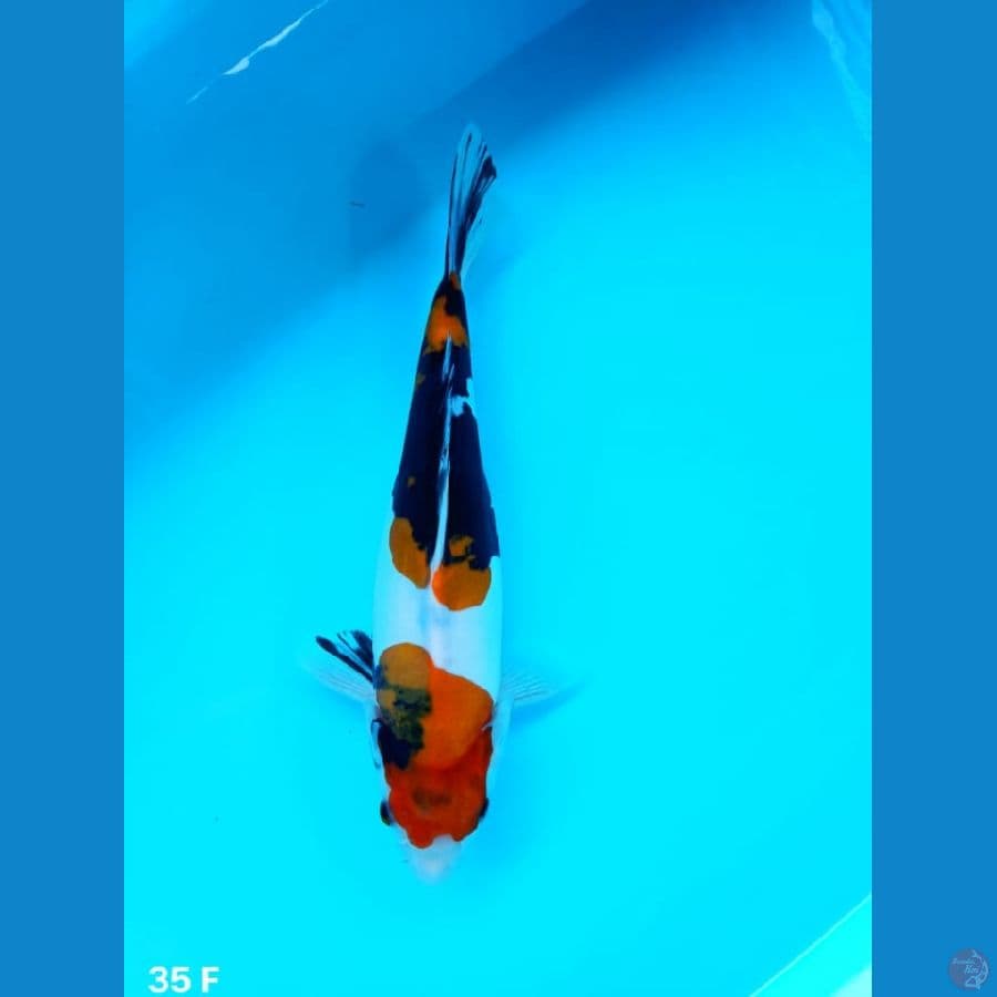 showa doitsu murni 35 female