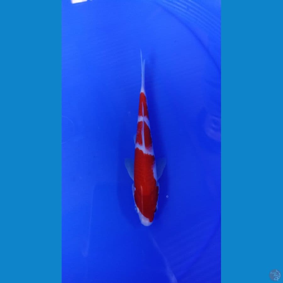 kohaku 3 step ory