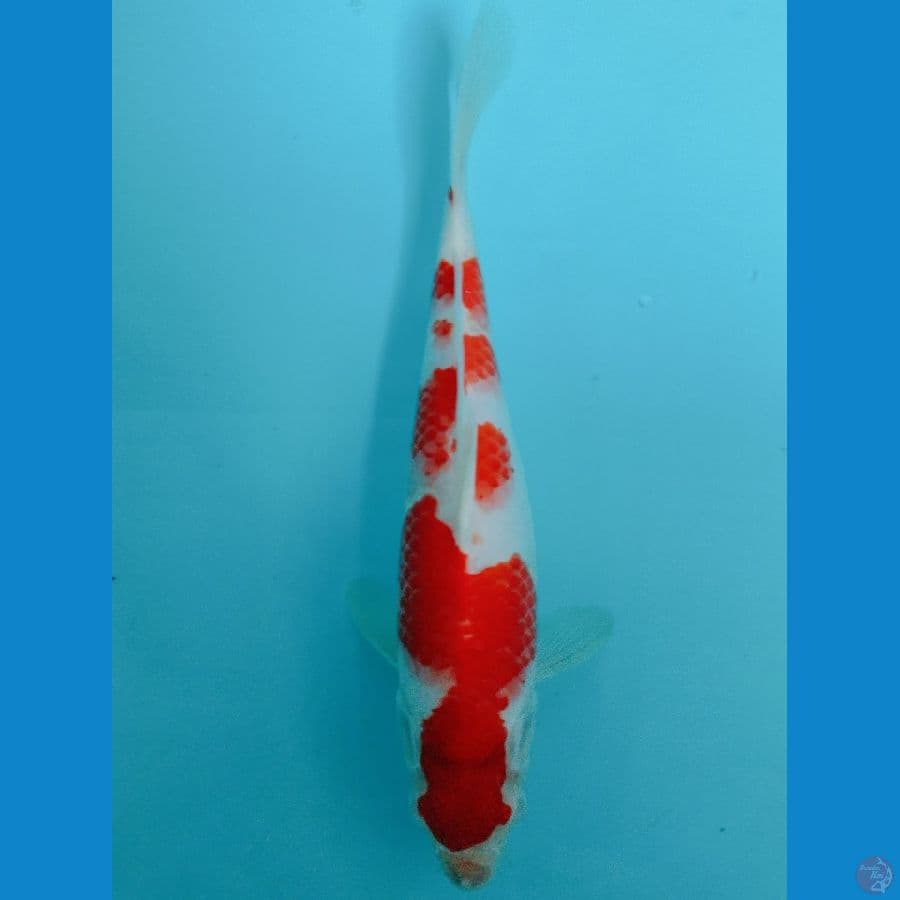 KOHAKU 27CM