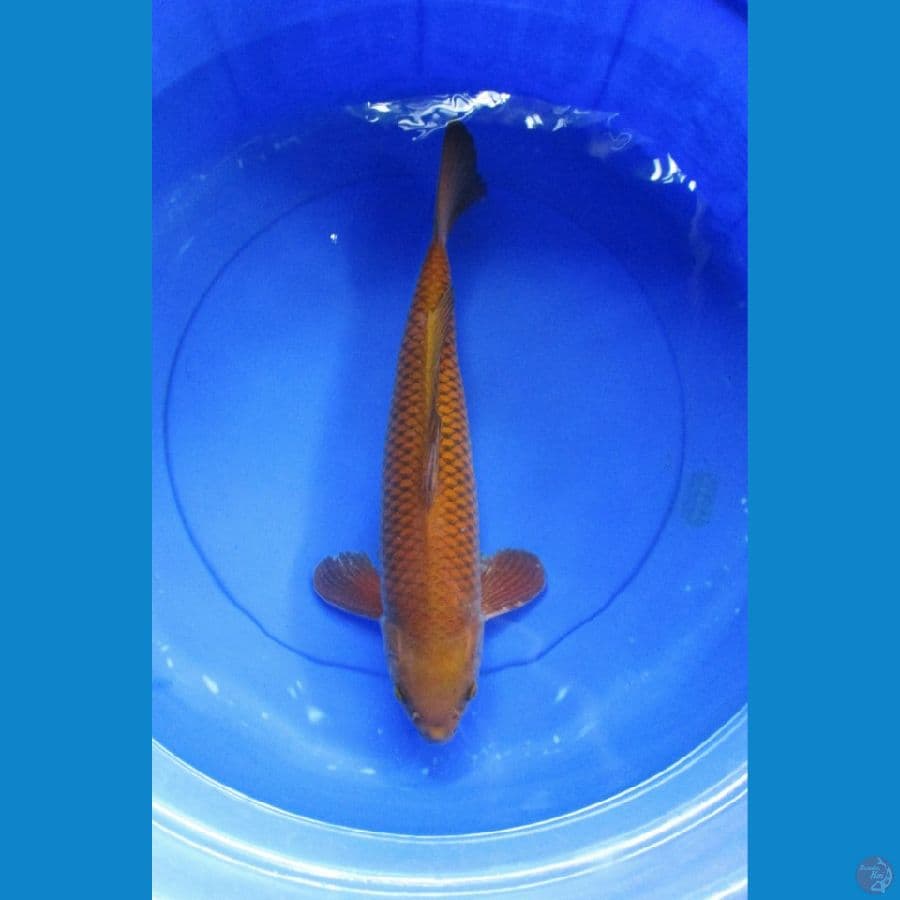 Chagoi Jantan 45cm