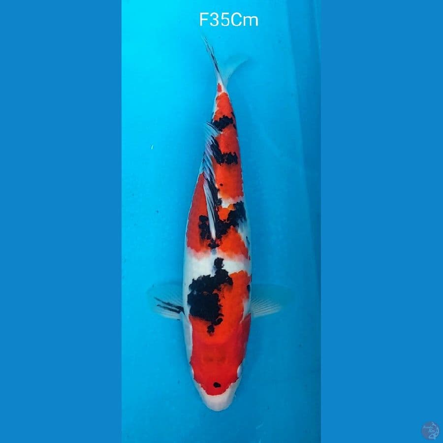 Sanke Potensi Jumbo F35Cm