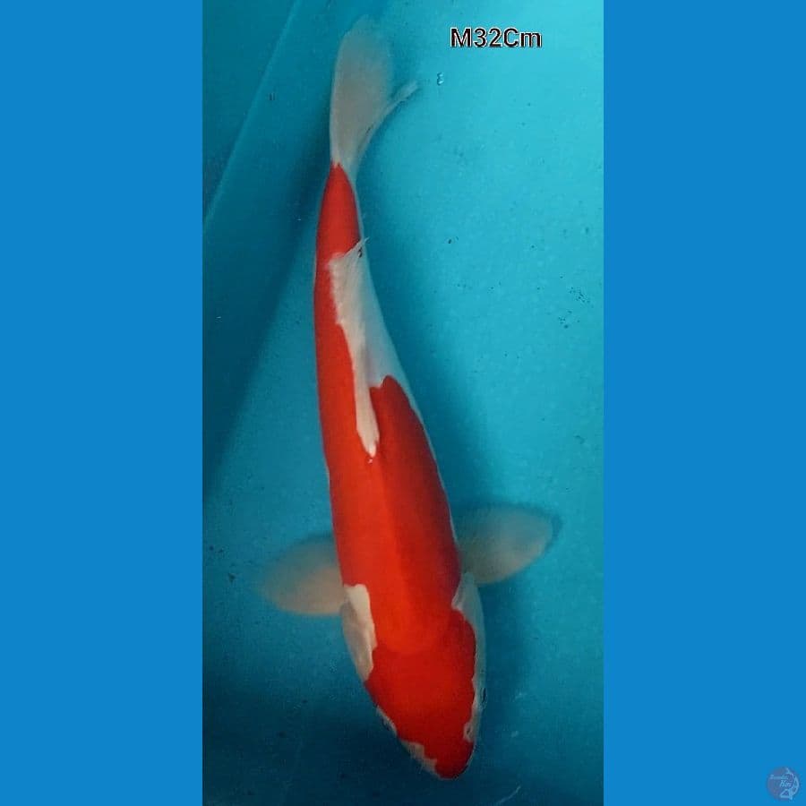 Kohaku Doits M32Cm