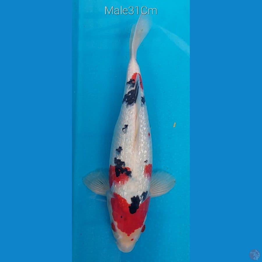 Sanke Ginrin M31Cm body F