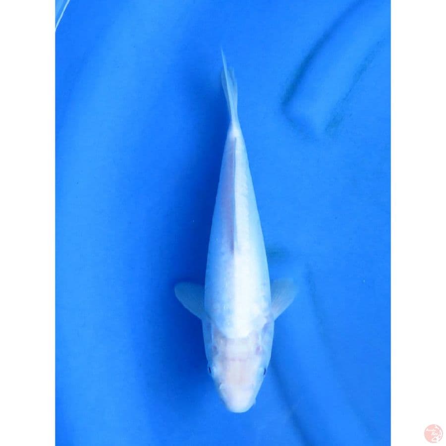 Shiromuji Mulus - 29cm