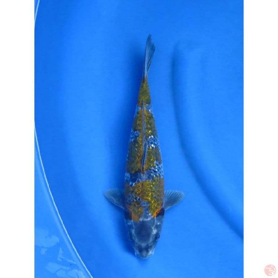 Ochiba Ginrin - 31cm