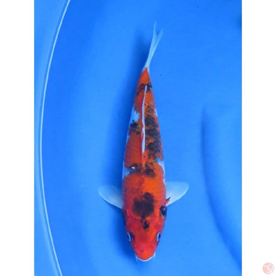 Showa Goshiki - 29cm