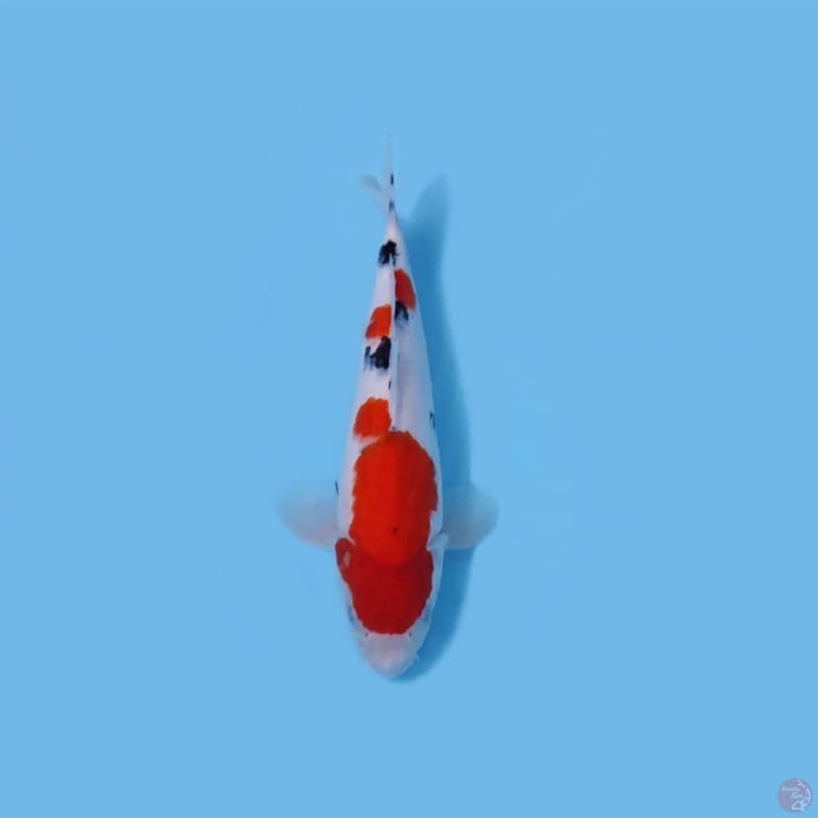 SANKE 31CM - MALE