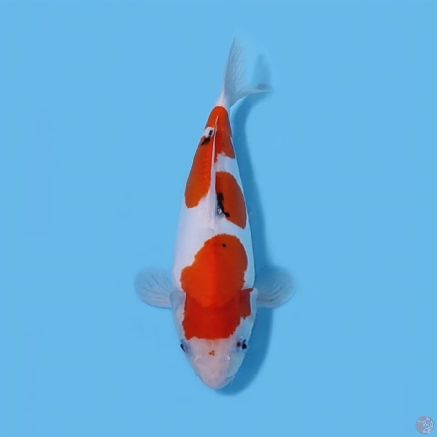 DOITSU SANKE 33CM - FEEMALE