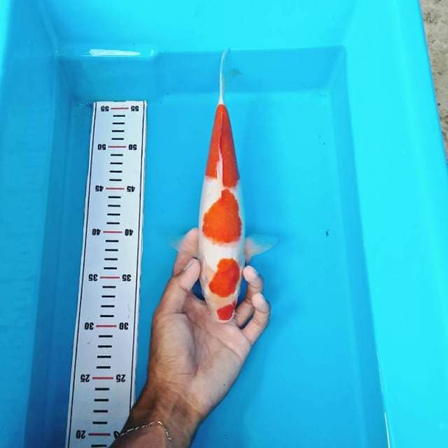 KUCIBENI KOHAKU