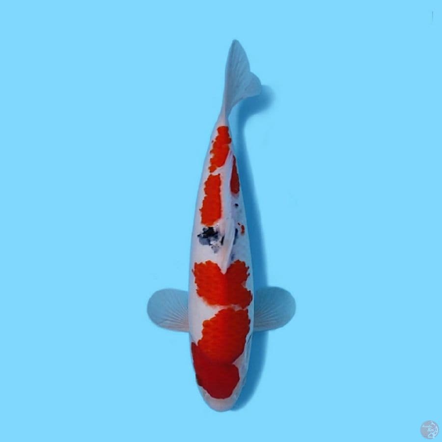 SANKE 34 CM - MALE