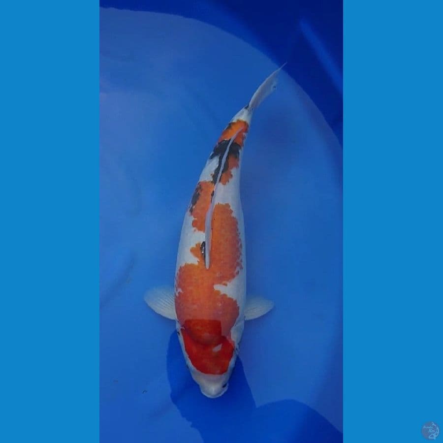 Super Bulky Showa Tategoi // Female 48cm