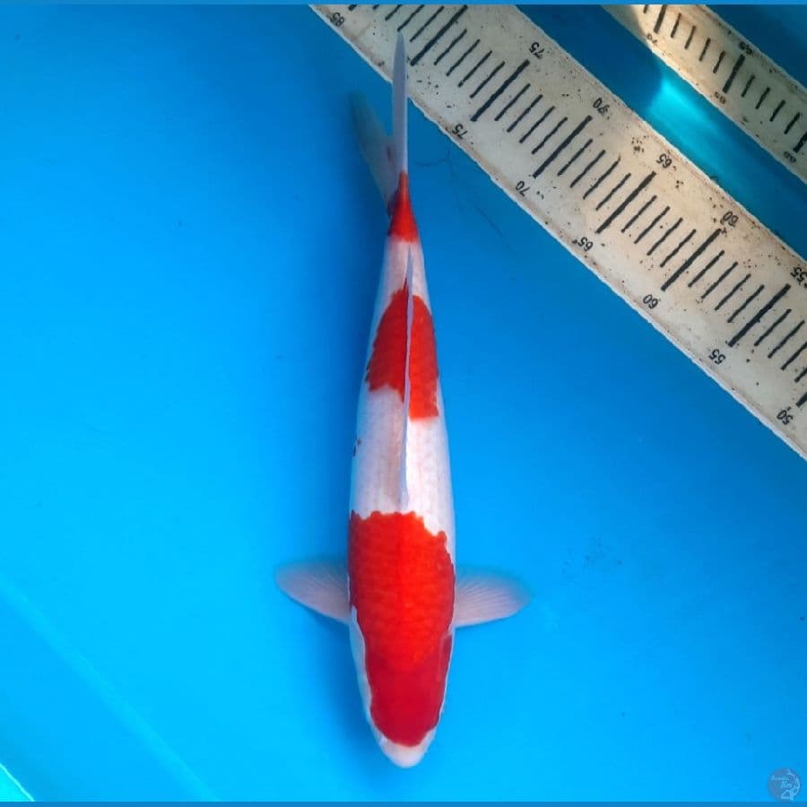 Sandan Kohaku 38cm M