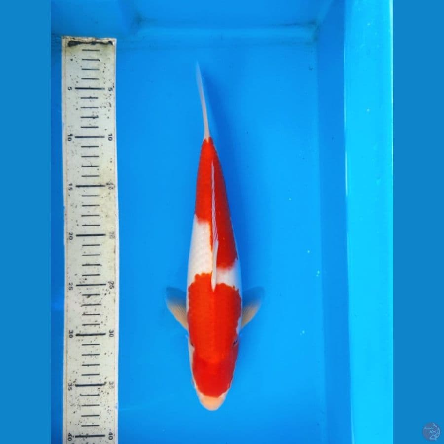 Kohaku 33cm F