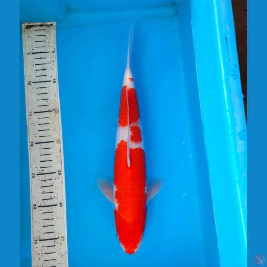 Kohaku 35cm M
