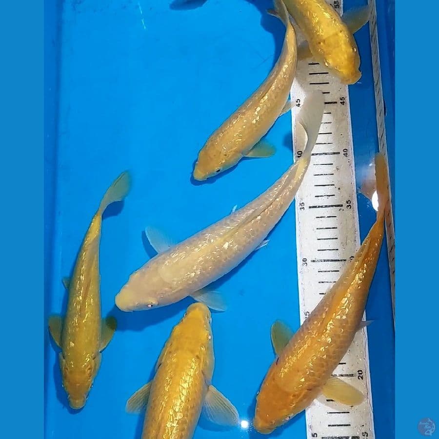 KARASHI MATA MERAH GINDRIN 20-26 CM