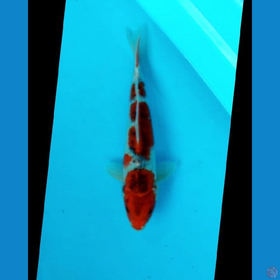 Goshiki strong 28 cm