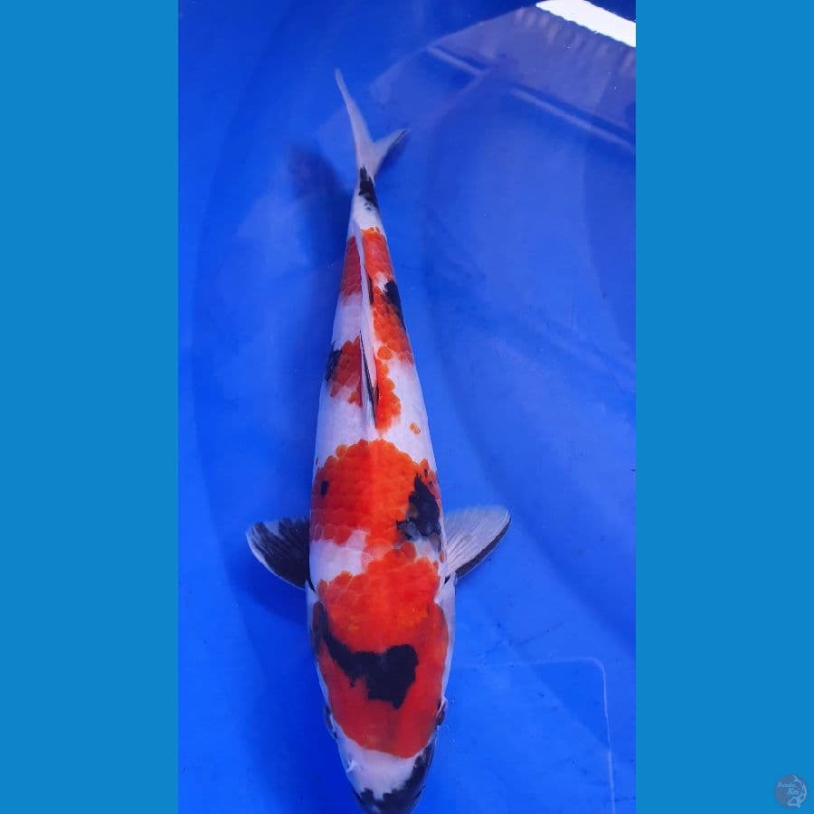 SHOWA AJIB