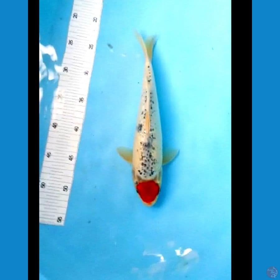 Tancho goshiki m 32 cm