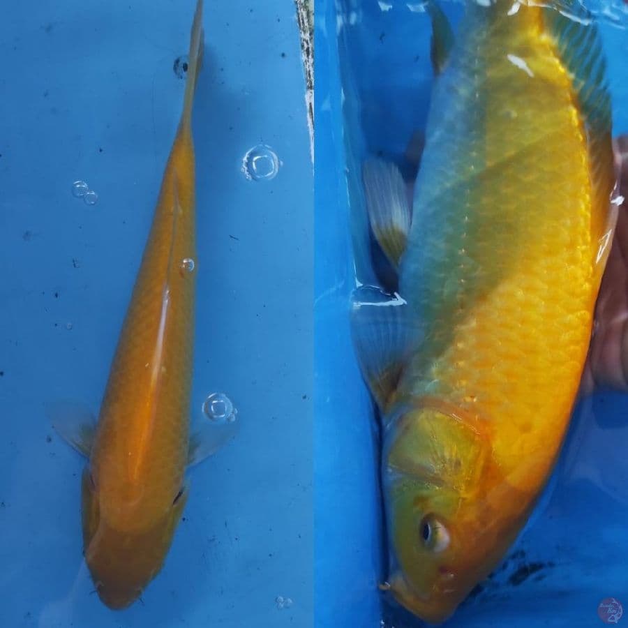 8.KARASHI ///30BU