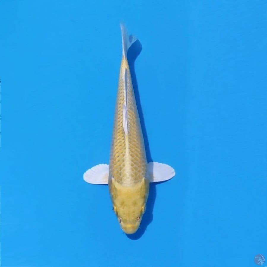 15. OGON MATA MERAH 25 CM FEMALE