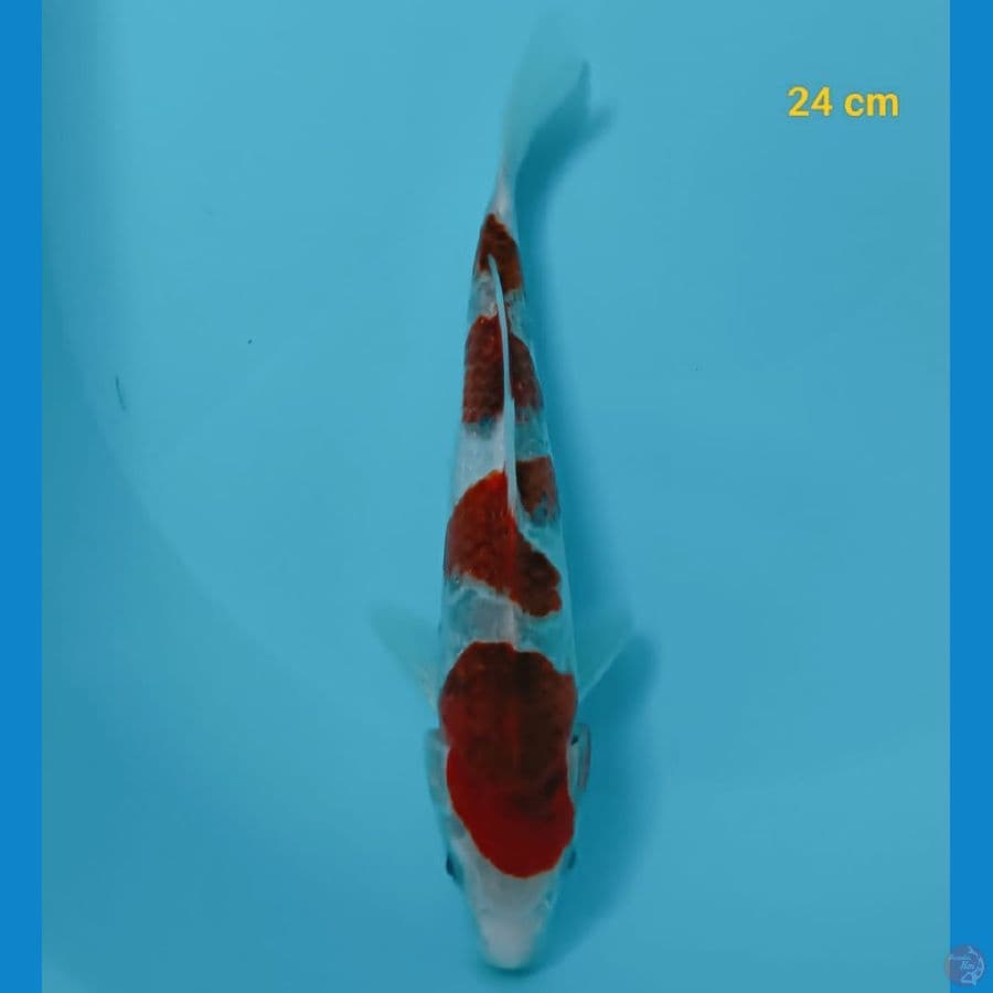 GOROMO 24 cm