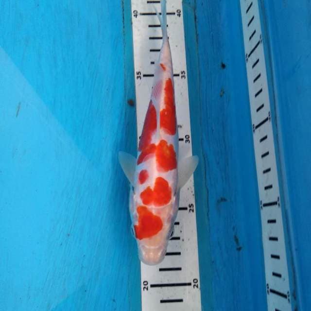 SQ kohaku