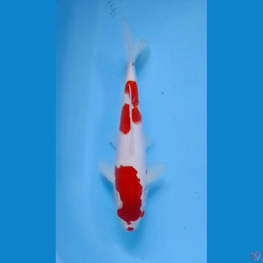 Kuchibeni Kohaku 35cm (F)