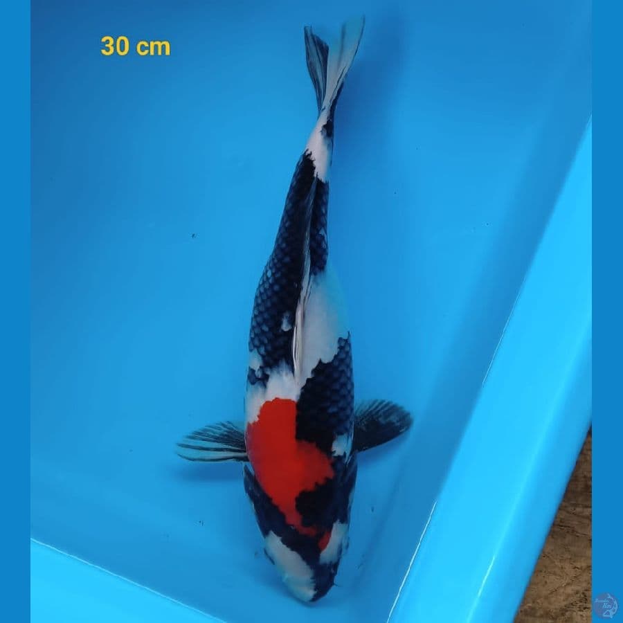 SHOWA 30 cm