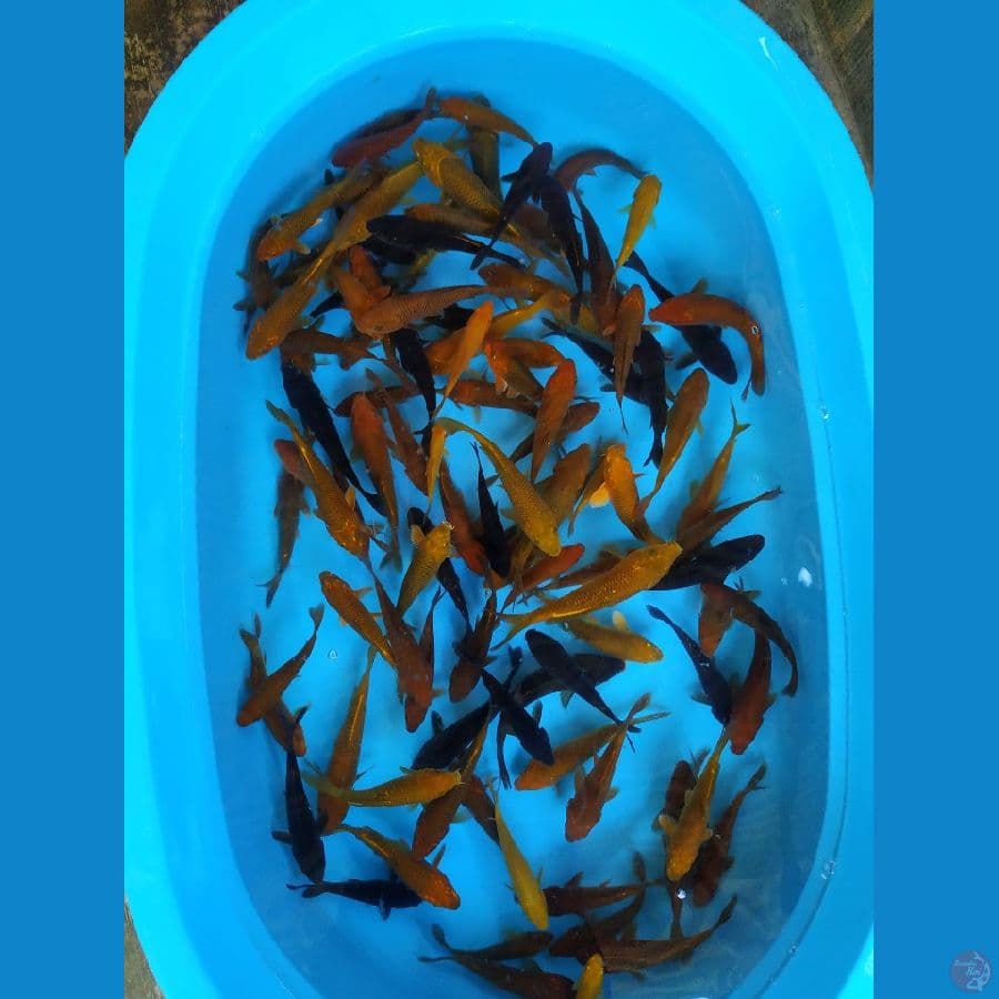 paket caghoi 100 ekor size 10-15cm