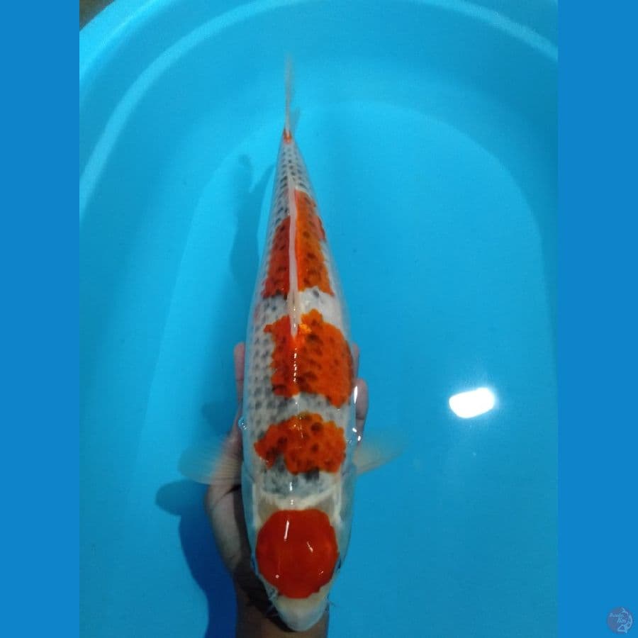 maruten goshiki 40cm (F)