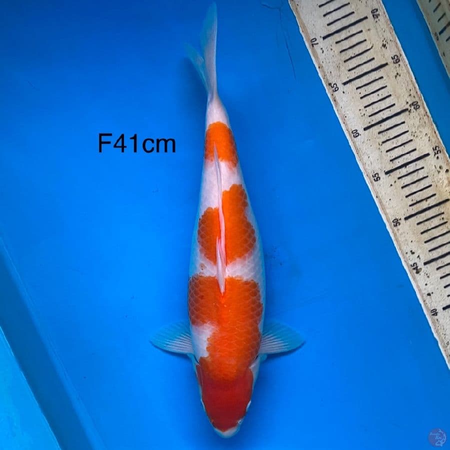 kohaku bulky 41cm Female